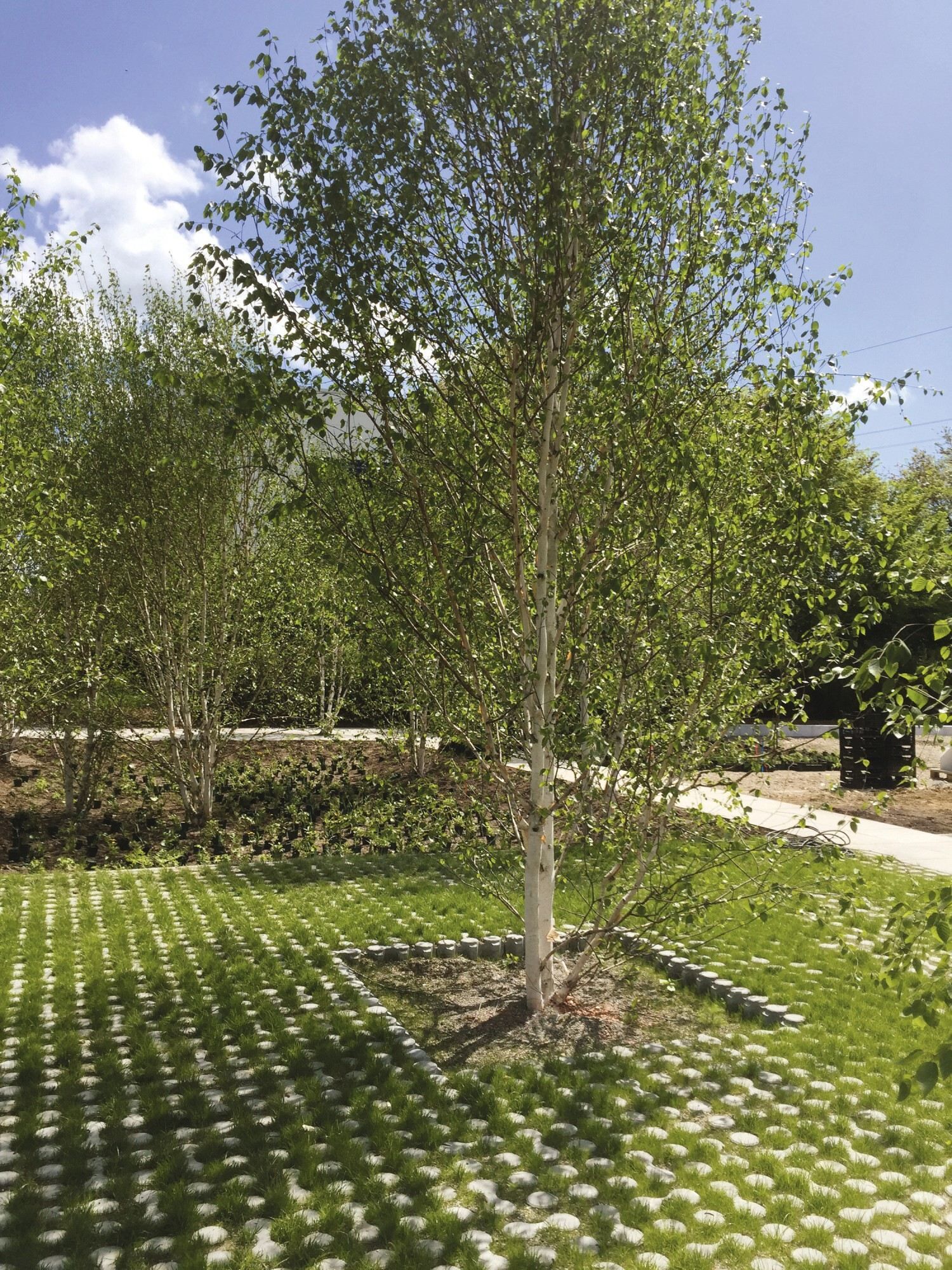 GDM.LUNIX ornament proActive pflasterplatte - 600 x 450 x 120 mm