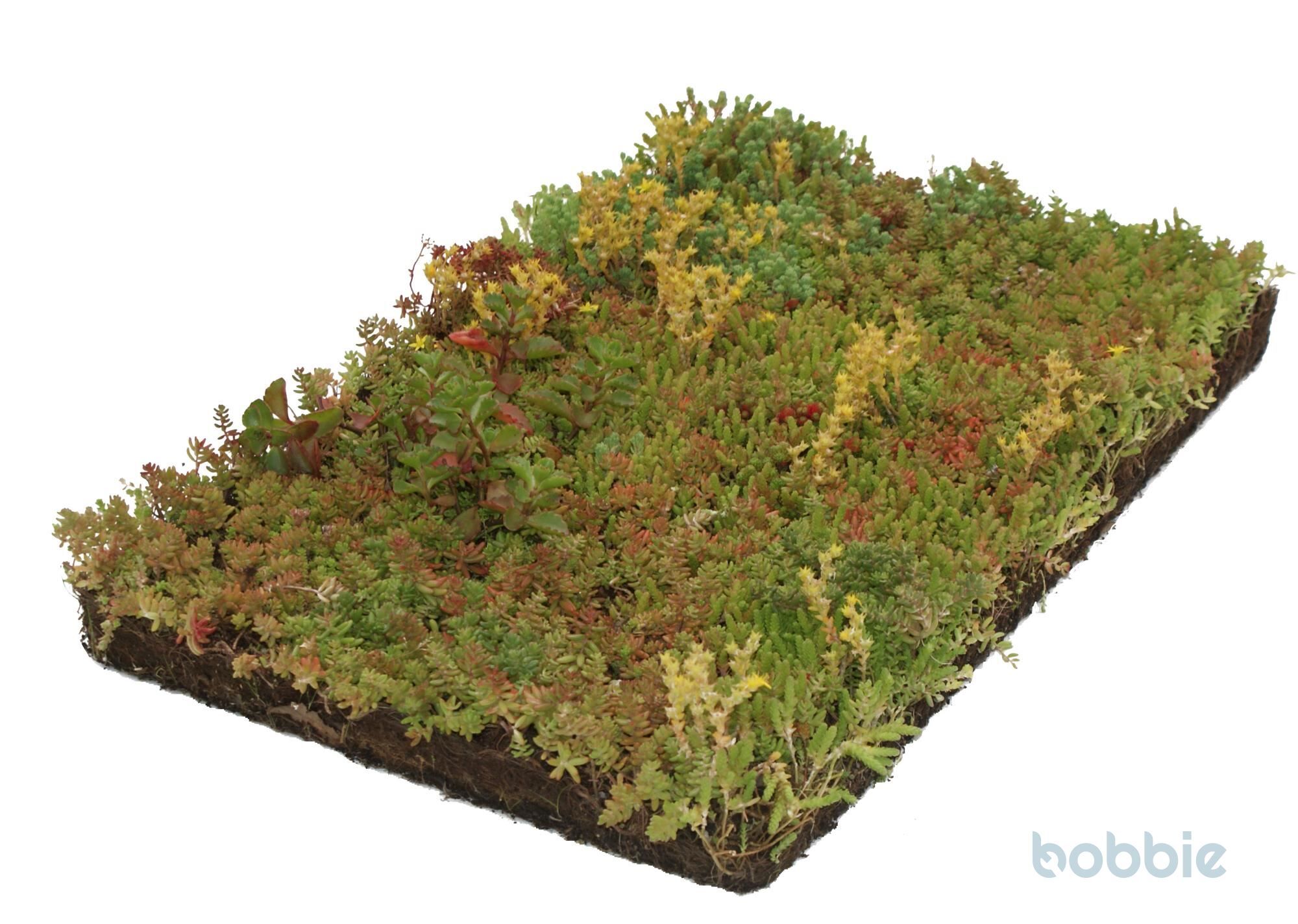 Sedum (Indoor-Anbau)