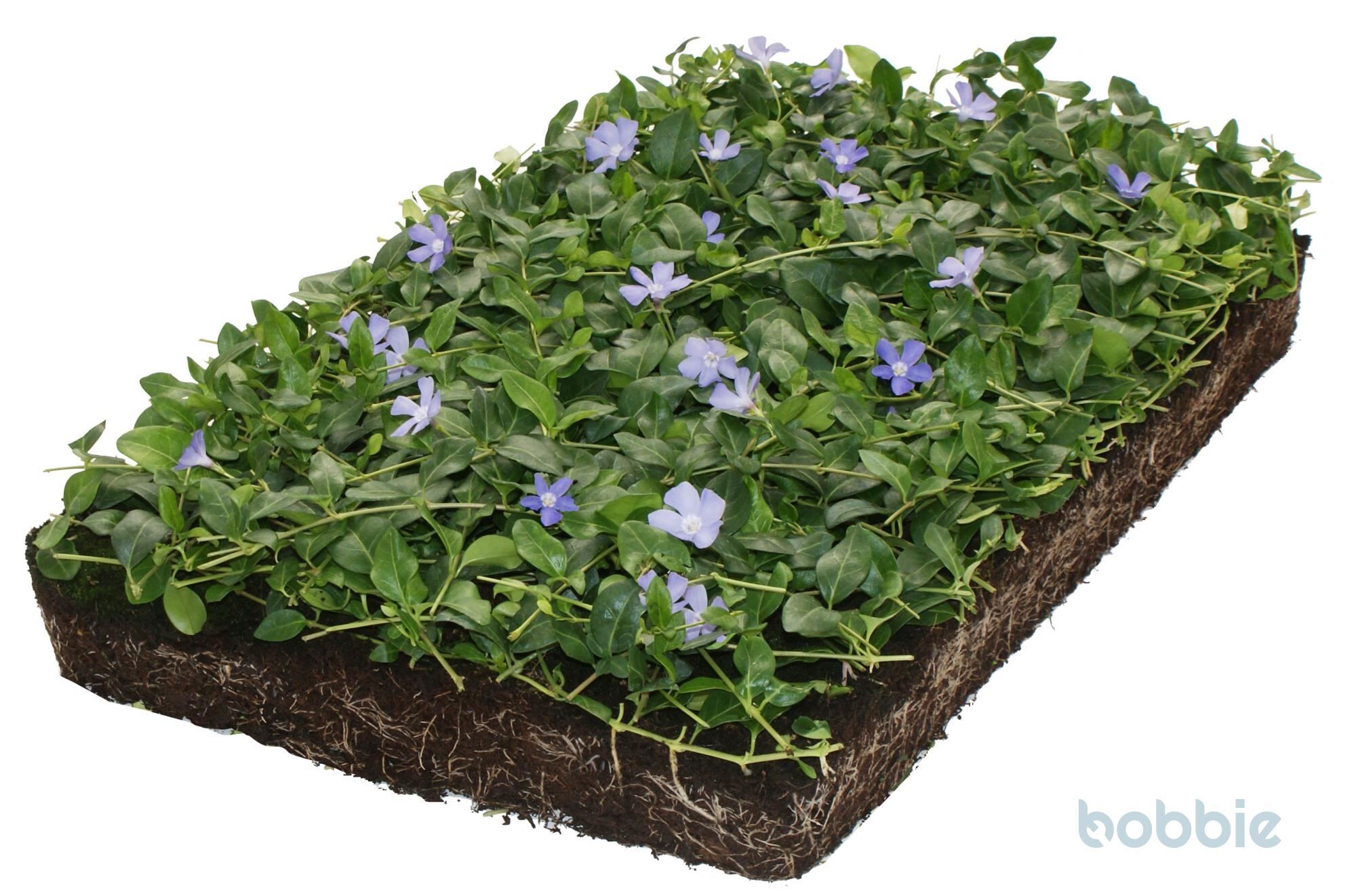 Vinca minor