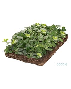 Euonymus