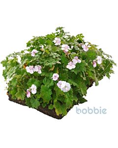 Geranium