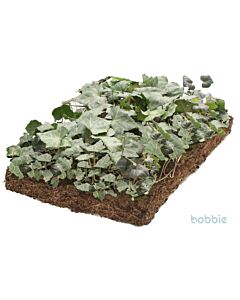 Hedera Efeu