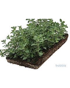 Nepeta