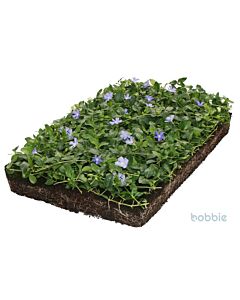Vinca minor