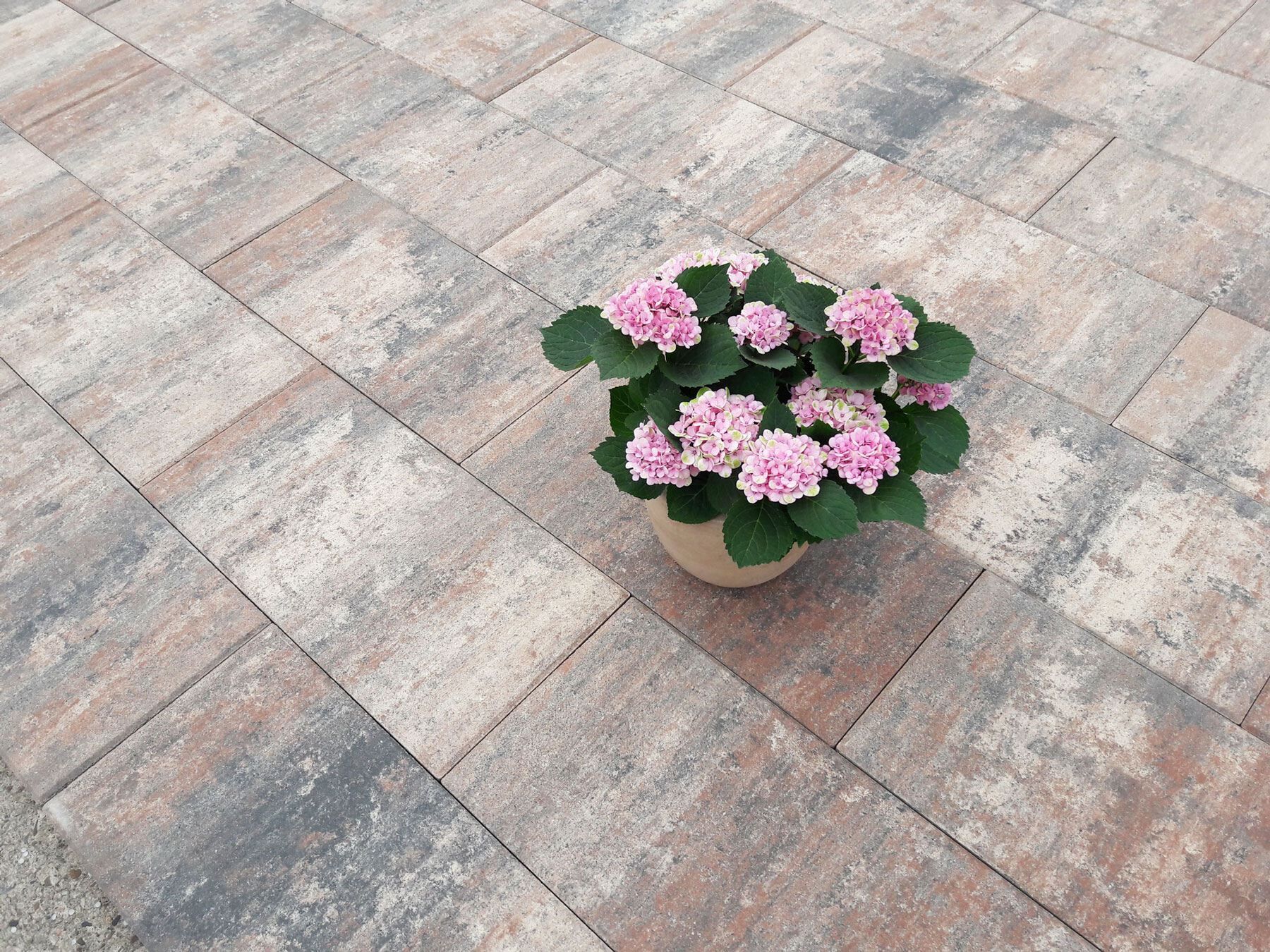 DIEPHAUS Terrassenplatte VIA Muschelbeige 60/30/4CM PE2