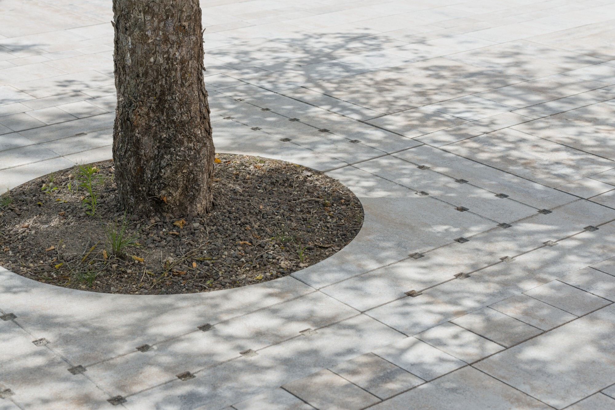 GDM.DECA tree - Baumscheibe