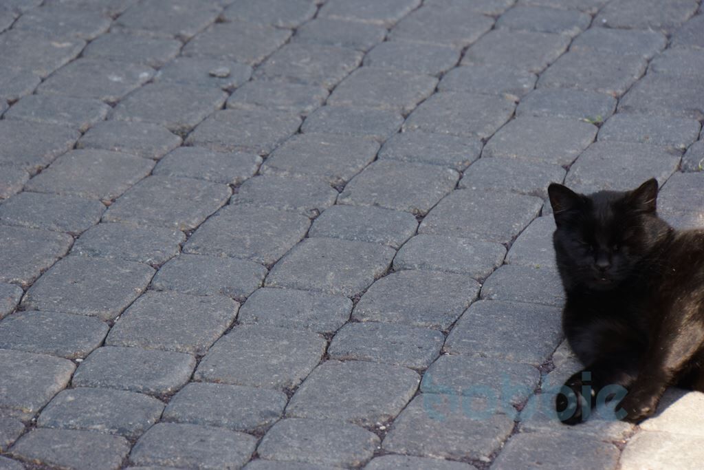 Pflasterstein Octa Pflaster