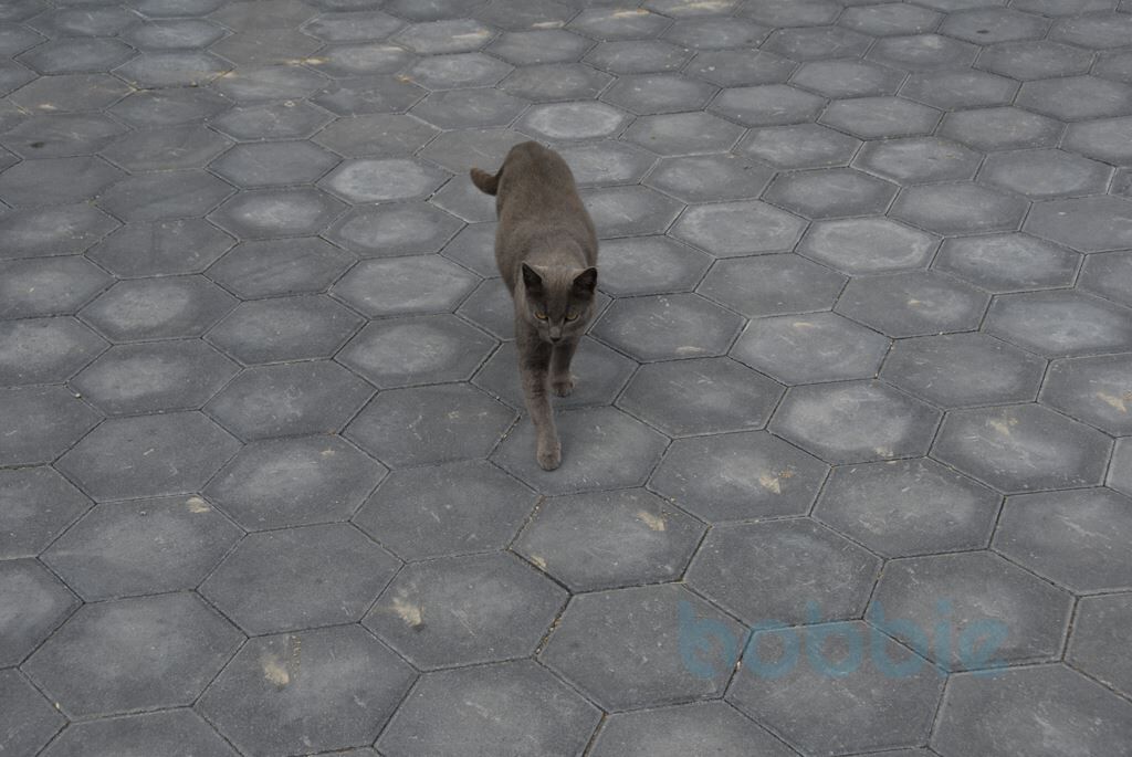 HARZharzer-waben-pflaster1627126567bobbie Pflasterstein Harzer Waben Pflaster