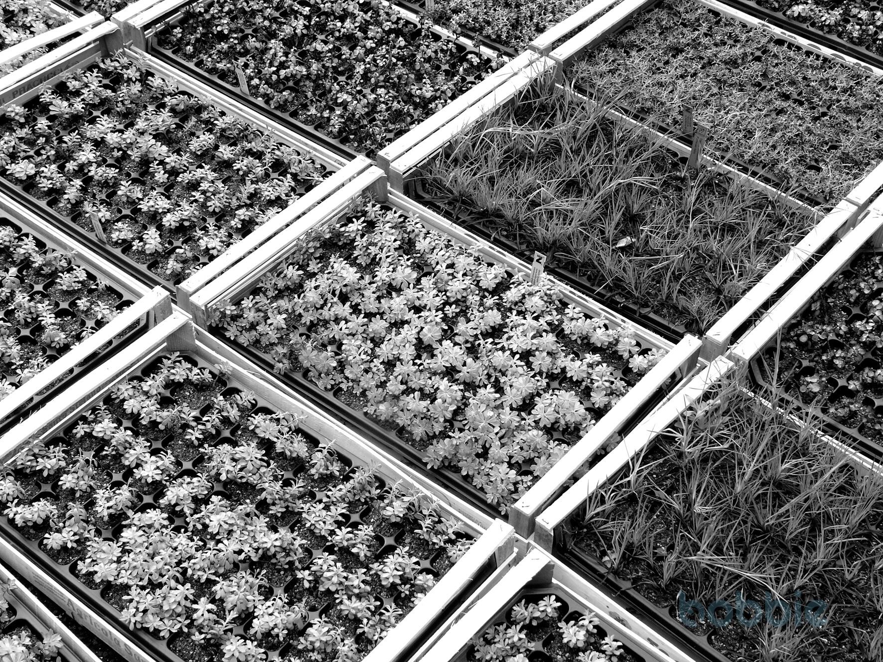 Flachballenpflanzen FB 50 Steinrosenflur für Halbschatten, Platte