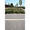 berdModulaPlusCaprice1733304957bobbie