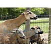 DRAHleichtes-knotengeflecht1712565007bobbie