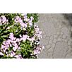 FCNDarena-pflasterplatte-exakt1739874936bobbie