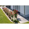 FCNDschlosshof-mix-klein1739874936bobbie