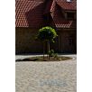 HARZgose-pflaster-gerumpelt1627126567bobbie