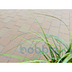 RUFBviale1632390487bobbie